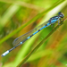 Pine Barrens Bluet - Photo (c) Steve Collins, all rights reserved