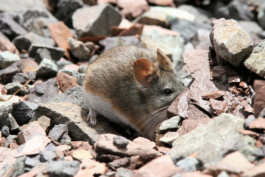 Painted Big-eared Mouse from Paso Marcapomacocha - Huarochirí, Perú on ...