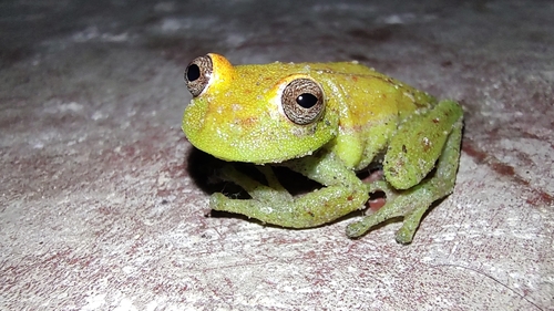 Polka-dot Tree Frog