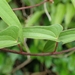 Dioscorea japonica pseudojaponica - Photo (c) yalan, todos los derechos reservados, subido por yalan