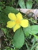 Flores de Guinea Y Parientes - Photo (c) Di Brown, todos los derechos reservados, subido por Di Brown