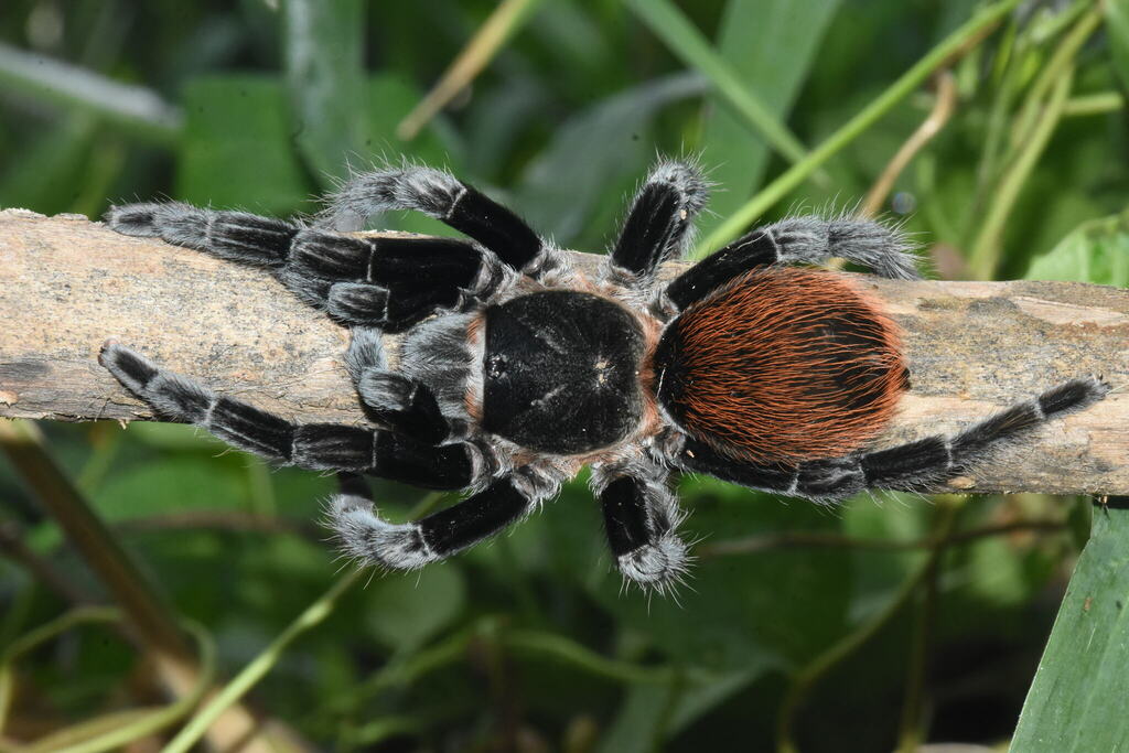 Mexican Red-rump Tarantula (Tliltocatl vagans) · iNaturalist
