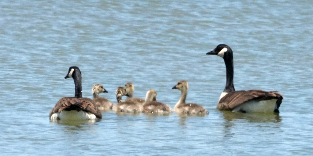 Canada Goose from Woodland, CA, USA on May 20, 2023 at 12:30 PM by ...