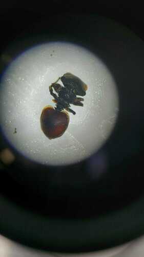 Cephalotes duckeiCephalotes duckei