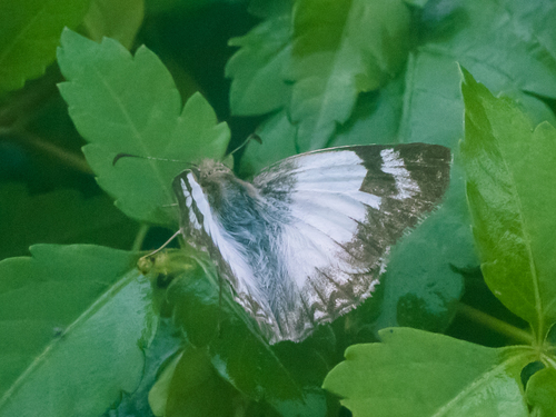 Laviana White-Skipper
