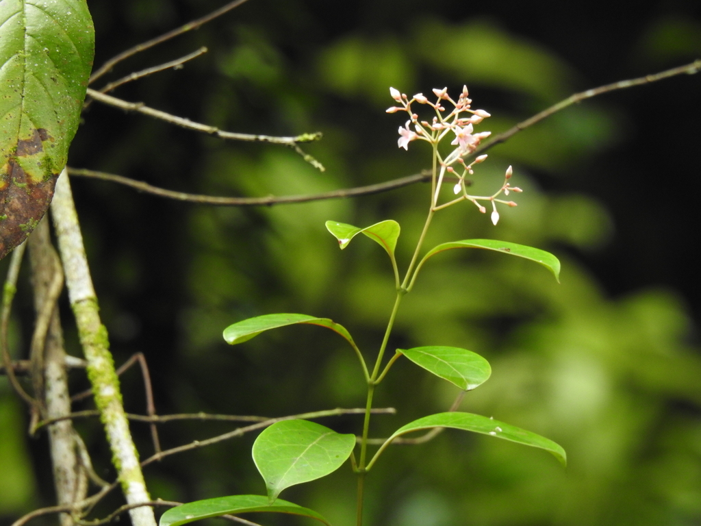 Urceola rosea from 台灣台北 on May 21, 2023 at 11:06 AM by Chen Alice ...