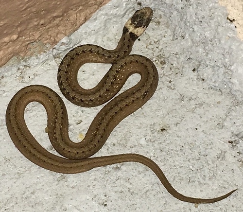 Florida Brownsnake