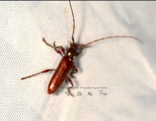 Ceresium lepidulum