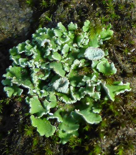 Cladonia firma