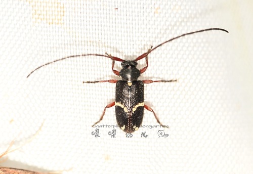 Exocentrus imitor