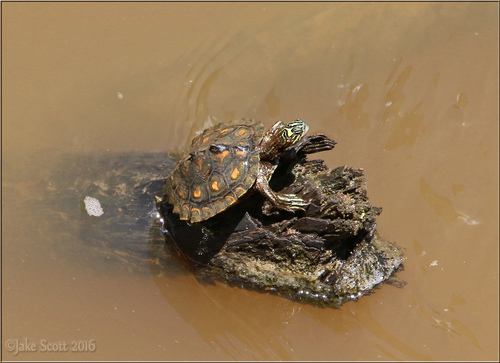 Yellow-blotched Map Turtle