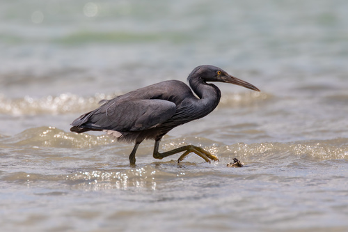 Pacific Reef Heron