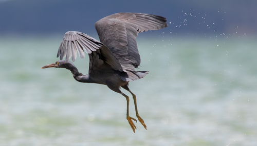 Pacific Reef Heron