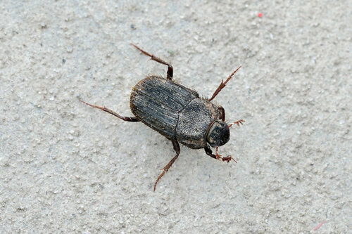 Eodrepanus integriceps