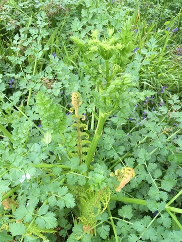 Hemlock Water-dropwort