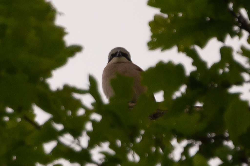 Redbacked Shrike from Feldkirch, Österreich on May 21, 2023 at 0744