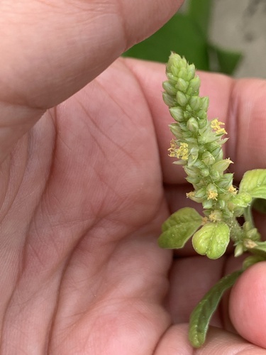 Amaranthus greggii