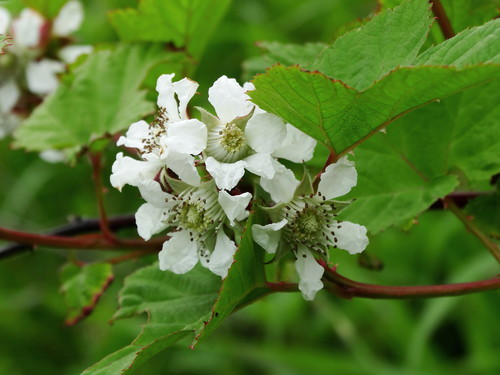 Korean Raspberry