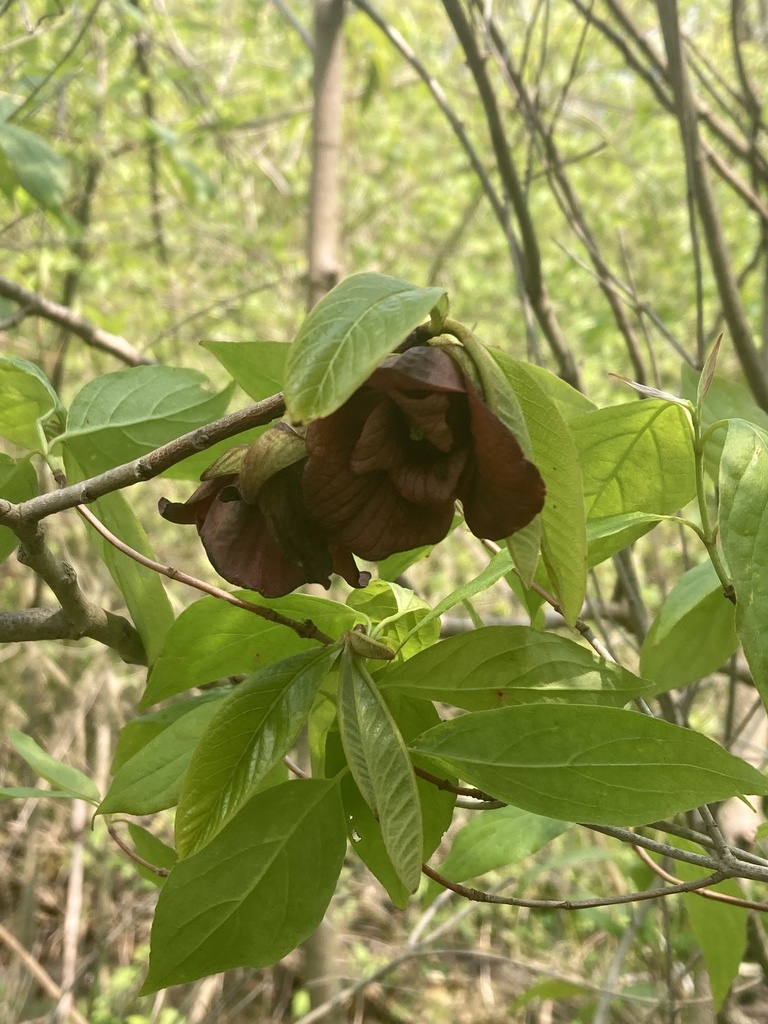 common pawpaw from Chicago Botanic Garden, Glencoe, IL, US on May 17 ...