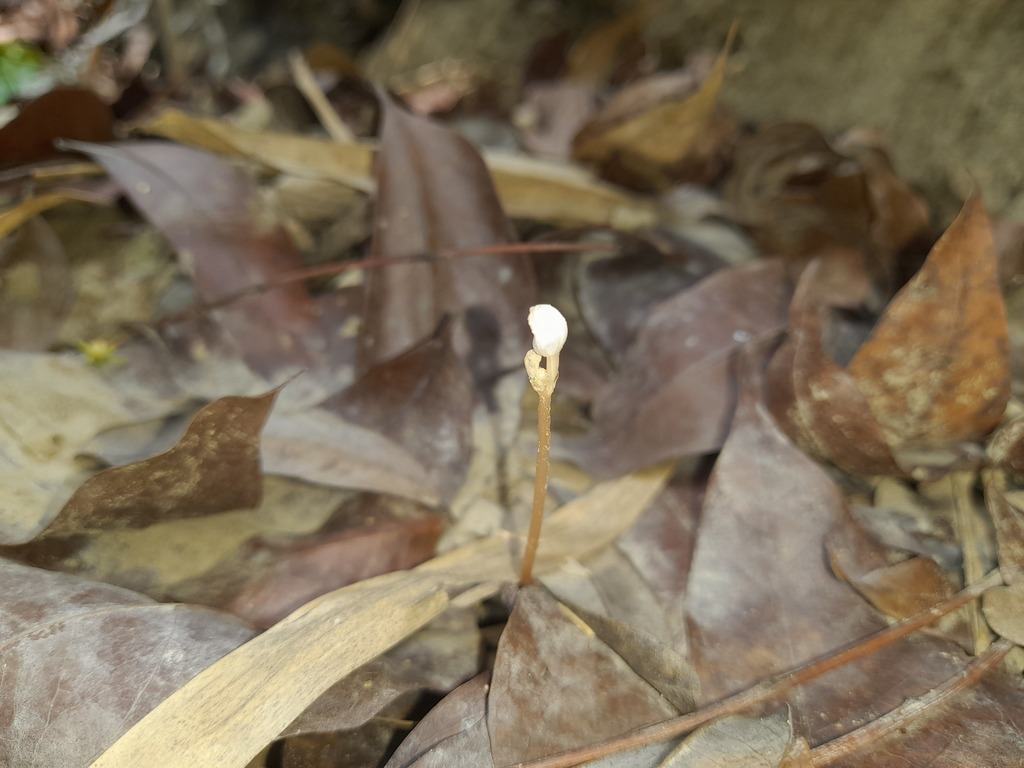 Didymoplexis pallens in May 2023 by ihenglan · iNaturalist