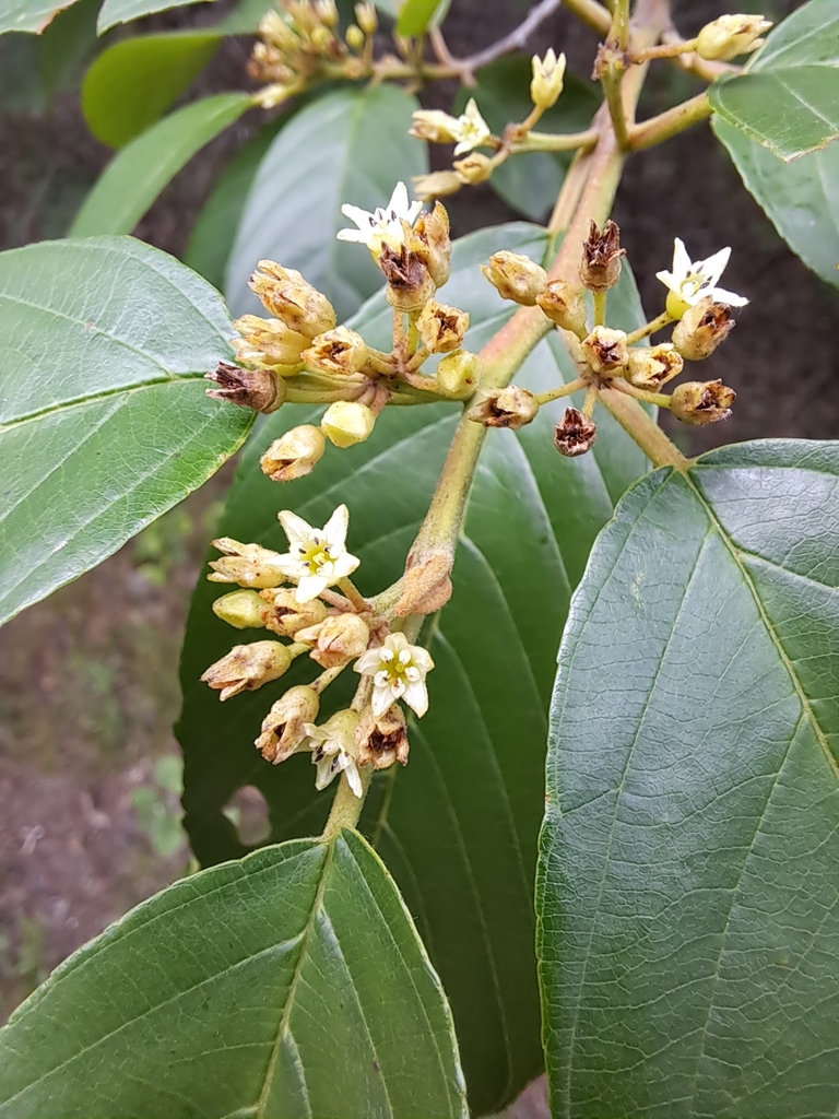 Carolina buckthorn from Garland, TX 75044, USA on May 21, 2023 at 09:00 ...