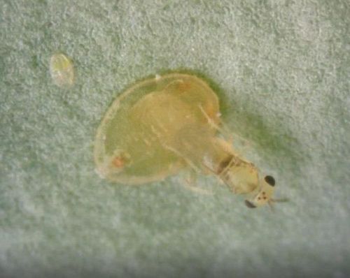 Eretmocerus eremicus