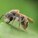 Hawthorn Mining Bee - Photo (c) Jack Soldano, all rights reserved, uploaded by Jack Soldano