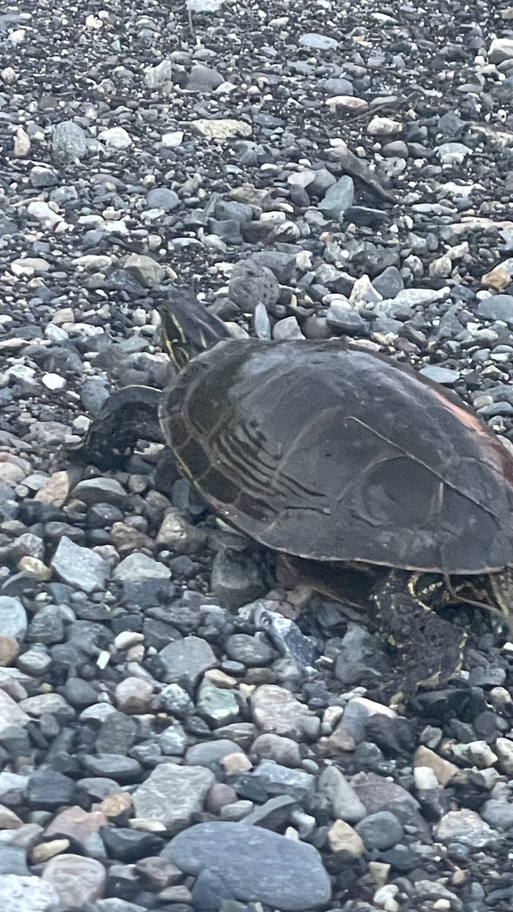 Western Painted Turtle In May 2023 By Average Nature Enjoyer   Large 