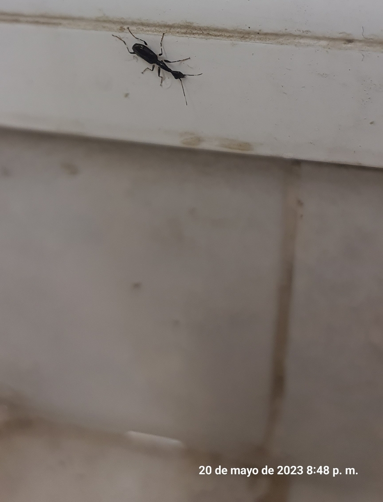 Odacanthini from Juan Bautista Vega, 77250 Felipe Carrillo Puerto, Q.R