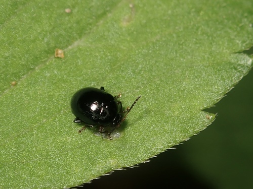 Minosse Insect Genus Minota · iNaturalist