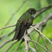 Viridian Metaltail - Photo (c) Rudy Gelis, all rights reserved, uploaded by Rudy Gelis