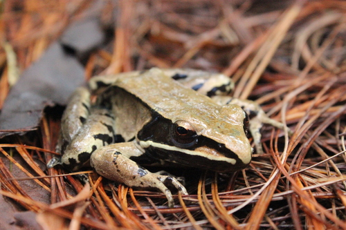 Sierra Madre Occidental Frog