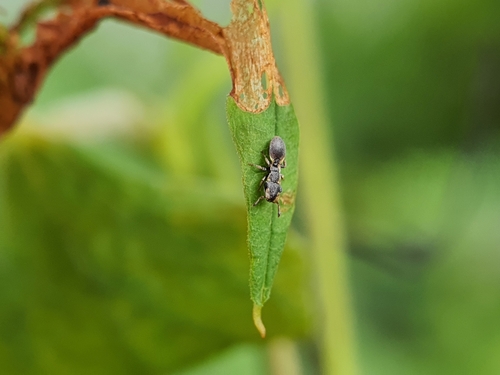 Cephalotes nilpieiCephalotes nilpiei