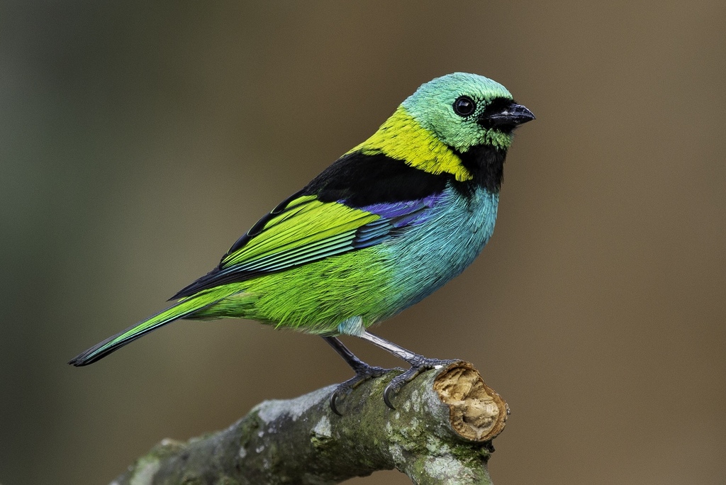 Green-headed Tanager photo