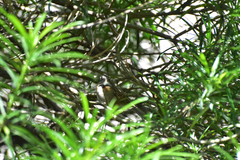 Zonotrichia capensis image