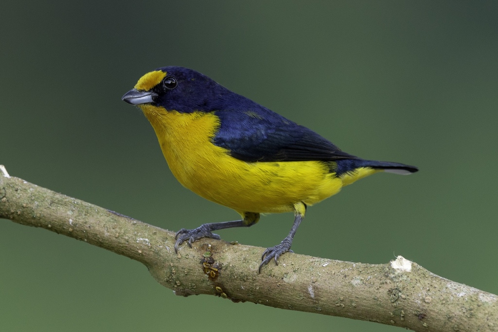 Violaceous Euphonia photo