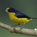 Violaceous Euphonia - Photo (c) Marcio Fontana, all rights reserved, uploaded by Marcio Fontana