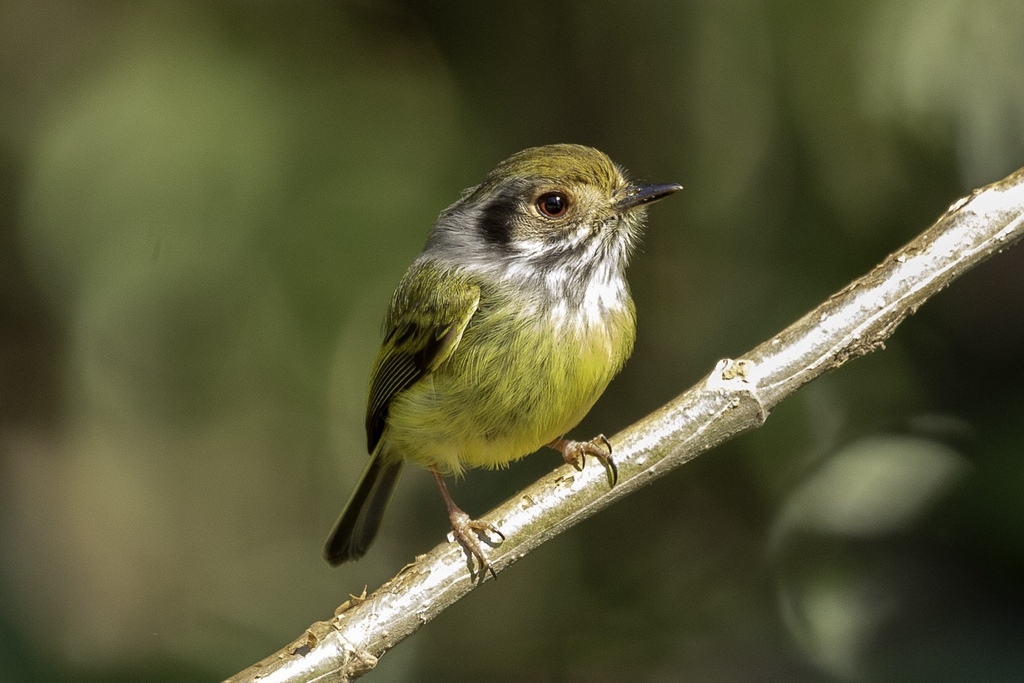 Eared Pygmy-Tyrant photo