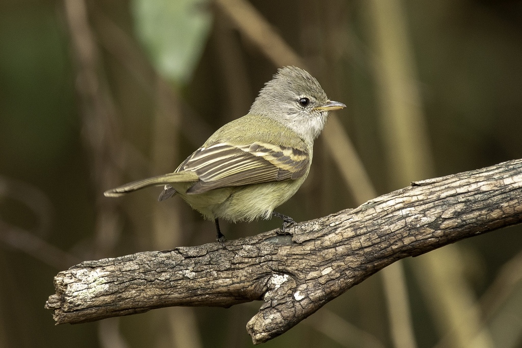 Southern Beardless-Tyrannulet (Camptostoma obsoletum) photo