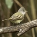 Southern Beardless-Tyrannulet - Photo (c) Marcio Fontana, all rights reserved