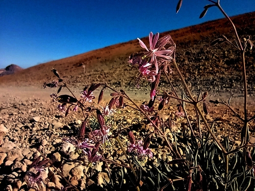 Silene nocteolens
