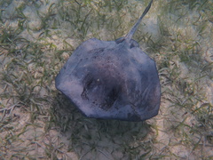 Southern stingray