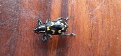 Exophthalmus nicaraguensis image