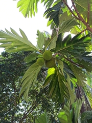 Artocarpus communis image