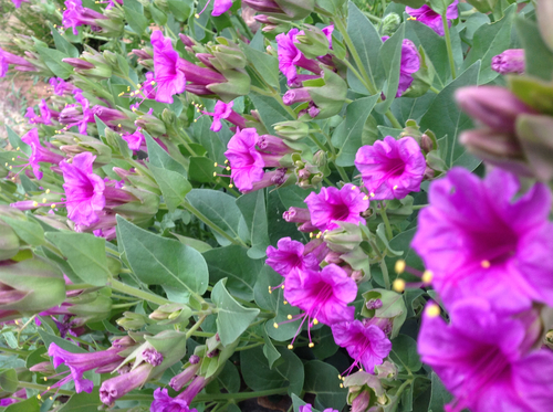 Mirabilis multiflora var. multiflora