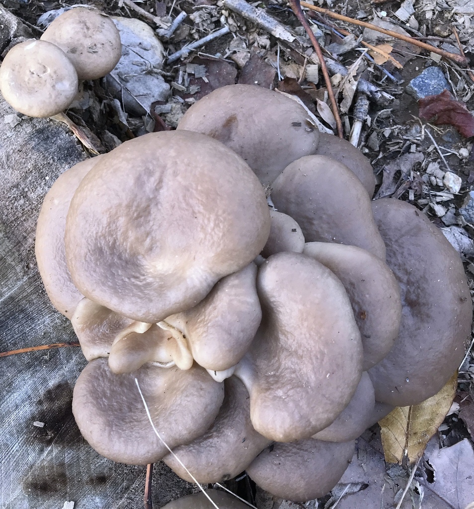 Pleurotus ostreatus — Ten Mile Mushrooms