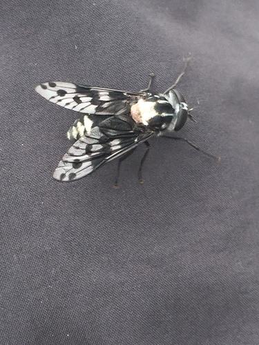 Spilotabanus