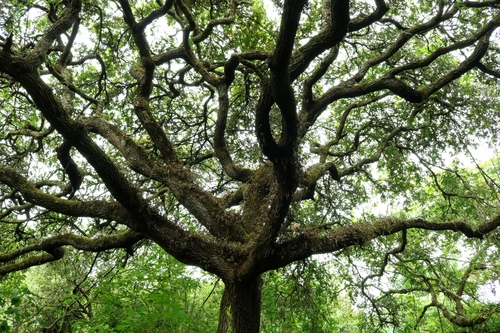 Quercus deserticola