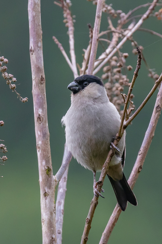 Azores Bullfinch