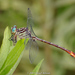 Russet-tipped Clubtail - Photo (c) Brad Moon, all rights reserved, uploaded by Brad Moon